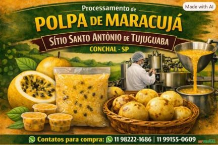 Interesse em compra de maracujás fora do padrão comercial Imagem Interesse em compra de maracujás fora do padrão comercial