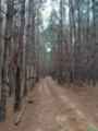 Floresta de Pinus Elliotti à Venda – 65 ha | 1.275 Árvores/ha | RS Imagem Floresta de Pinus Elliotti à Venda – 65 ha | 1.275 Árvores/ha | RS