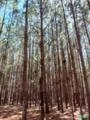 Floresta de Pinus Elliotti à Venda – 65 ha | 1.275 Árvores/ha | RS Imagem Floresta de Pinus Elliotti à Venda – 65 ha | 1.275 Árvores/ha | RS