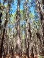 Floresta de Pinus Elliotti à Venda – 65 ha | 1.275 Árvores/ha | RS Imagem Floresta de Pinus Elliotti à Venda – 65 ha | 1.275 Árvores/ha | RS