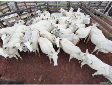 Vendo Vacas NELORES e Bezerros Imagem Vendo Vacas NELORES e Bezerros