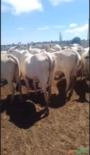 Vendo Vacas NELORES e Bezerros Imagem Vendo Vacas NELORES e Bezerros