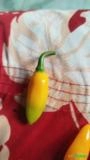 Pimenta bode Imagem Pimenta bode