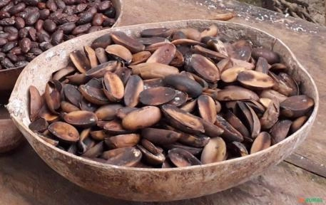 Sementes Secas de Puxuri (Pixuri) Legítimo – 1 kg (Venda no Varejo) Imagem Sementes Secas de Puxuri (Pixuri) Legítimo – 1 kg (Venda no Varejo)