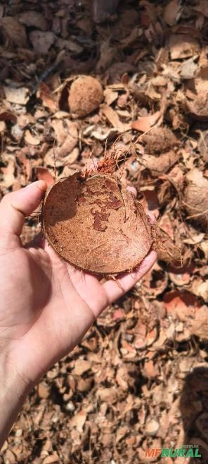Quenga de Coco Seca Quebrada – 10 Toneladas por Semana Imagem Quenga de Coco Seca Quebrada – 10 Toneladas por Semana