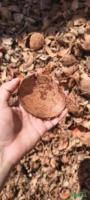 Quenga de Coco Seca Quebrada – 10 Toneladas por Semana Imagem Quenga de Coco Seca Quebrada – 10 Toneladas por Semana