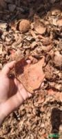 Quenga de Coco Seca Quebrada – 10 Toneladas por Semana Imagem Quenga de Coco Seca Quebrada – 10 Toneladas por Semana
