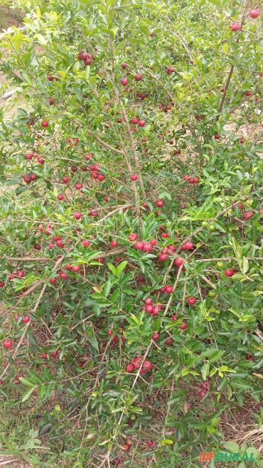 Acerola Rubi Imagem Acerola Rubi