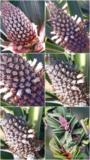 Abacaxi pérola doce igual a mel Imagem Abacaxi pérola doce igual a mel