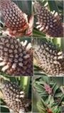 Abacaxi pérola doce igual a mel Imagem Abacaxi pérola doce igual a mel
