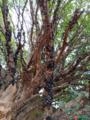Jabuticabeira Sabará de 20 Anos – 2 a 3 metros - Árvore Adulta e de Destaque Imagem Jabuticabeira Sabará de 20 Anos – 2 a 3 metros - Árvore Adulta e de Destaque