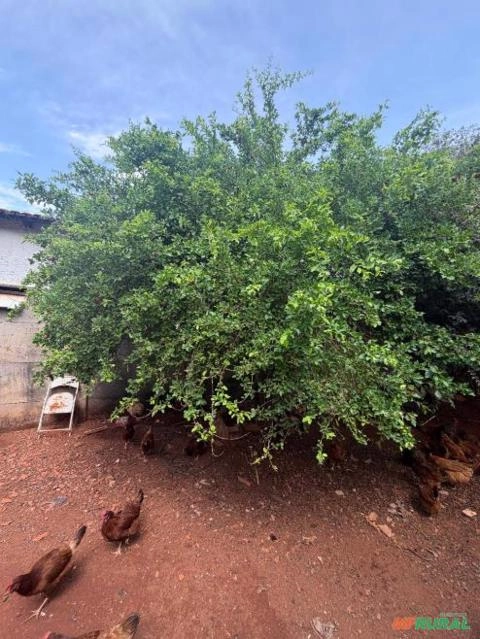 Árvore de Acerola Adulta, 2 a 3 Metros – Muito Produtiva Imagem Árvore de Acerola Adulta, 2 a 3 Metros – Muito Produtiva