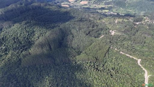 Floresta de Eucalipto 52 hectares Imagem Floresta de Eucalipto 52 hectares