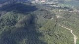 Floresta de Eucalipto 52 hectares Imagem Floresta de Eucalipto 52 hectares