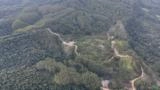Floresta de Eucalipto 52 hectares Imagem Floresta de Eucalipto 52 hectares