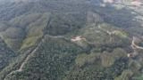 Floresta de Eucalipto 52 hectares Imagem Floresta de Eucalipto 52 hectares