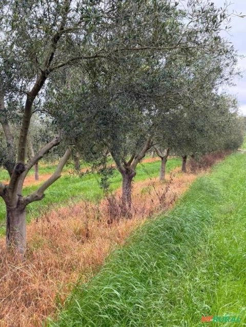 Oliveiras Arbosanas 12 anos Imagem Oliveiras Arbosanas 12 anos