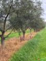 Oliveiras Arbosanas 12 anos Imagem Oliveiras Arbosanas 12 anos