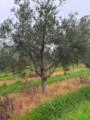 Oliveiras Arbosanas 12 anos Imagem Oliveiras Arbosanas 12 anos