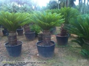 Cycas