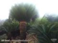 Cycas Imagem Cycas