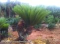 Cycas Imagem Cycas