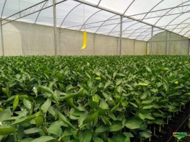 Mudas de Laranja e Limão Siciliano Imagem Mudas de Laranja e Limão Siciliano