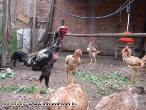 Indio Gigante em campinas sp