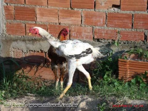 Indio Gigante em campinas sp