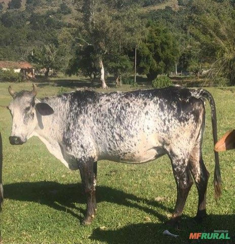 Vaca Girolanda