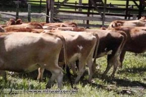 Venda permanete de Gado jersey e jersolando