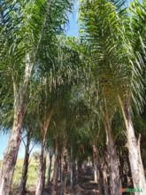 Palmeira Licuri 6 metros