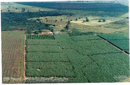 Fazenda de Fruticultura Irrigada Norte de Minas