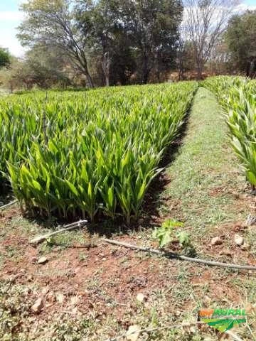 Fazenda de Fruticultura Irrigada Norte de Minas