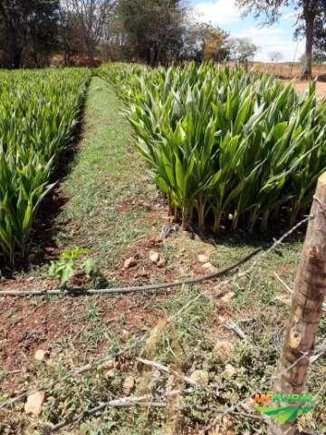 Fazenda de Fruticultura Irrigada Norte de Minas