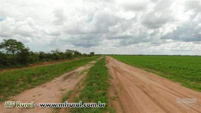 Fazenda de 3375 ha na Coaceral