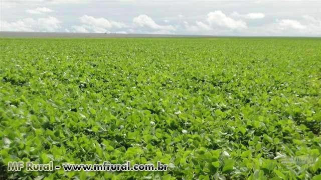 Fazenda de 3500 ha no oeste da bahia