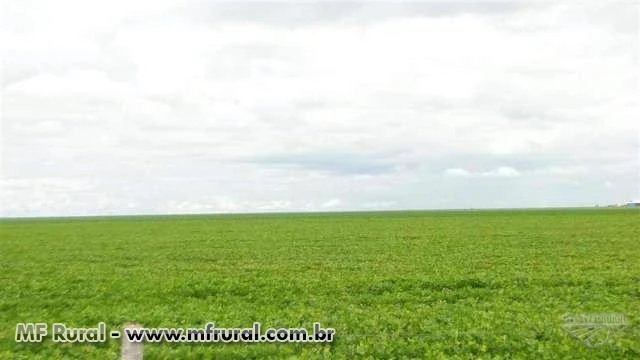 Fazenda de 4000 ha na COACERAL