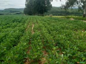 FAZENDA 294,70 HECTARES - RITAPOLIS (MG)