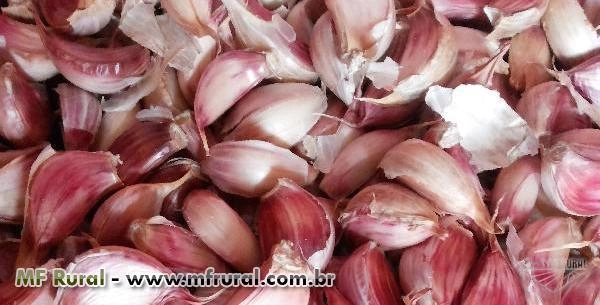 Alho Nacional Imagem Alho Nacional