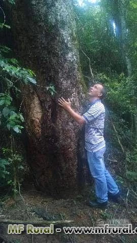 Área para venda de excedente de reserva florestal (Bioma Mata Atlântica do interior do Estado de SP)