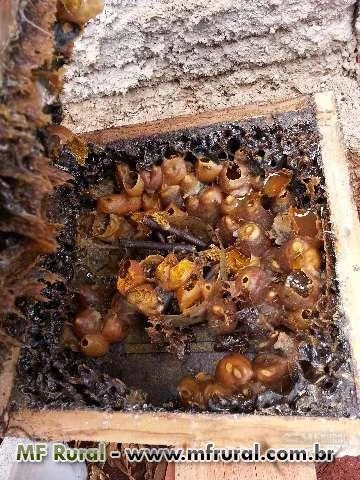 Mel de abelhas indígena sem ferrão - jataí e outras espécies