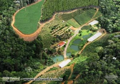 43 hectares, 2 Casas, 3 nascentes, 55 mil pés de café arábica, eucalipto