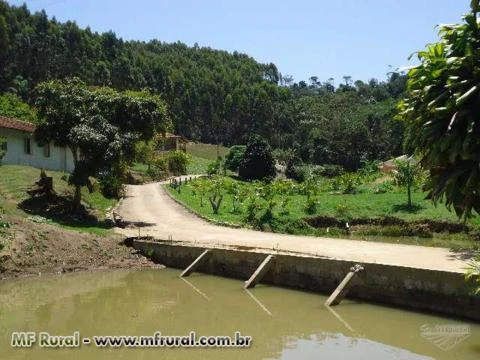 43 hectares, 2 Casas, 3 nascentes, 55 mil pés de café arábica, eucalipto