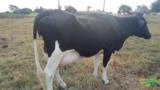 Vacas  Paridas e Amojando