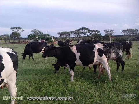 Vacas  Paridas e Amojando