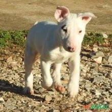 Bull Terrier