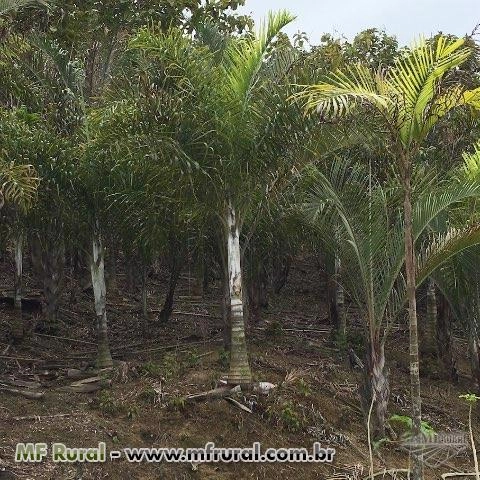Areca de locuba (Dypsis Madagascariensis) Imagem Areca de locuba (Dypsis Madagascariensis)