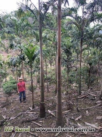 Carpentaria (Carpentaria acuminata) Imagem Carpentaria (Carpentaria acuminata)