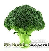 Brócolis Ninja Bandeja Imagem Brócolis Ninja Bandeja